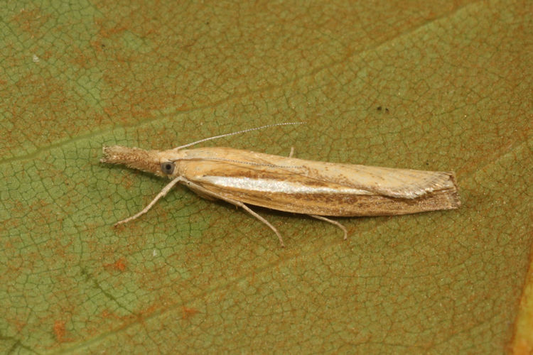 Agriphila tristella: Bild 10
