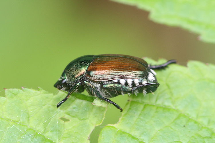 Popillia japonica: Bild 1