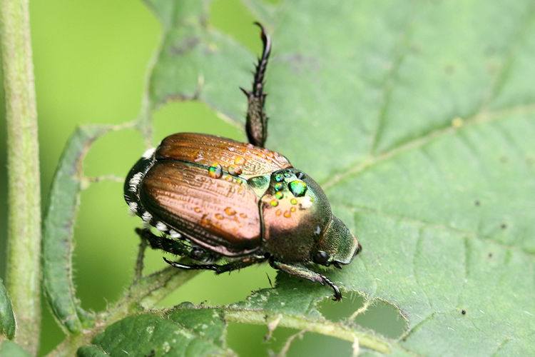 Popillia japonica: Bild 2