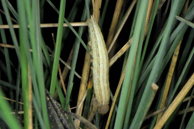 Hipparchia azorinus barbara: Bild 19