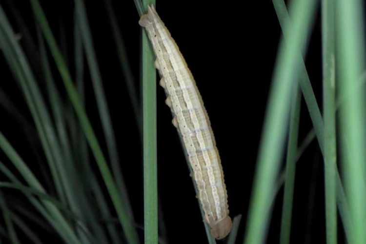 Hipparchia azorinus barbara: Bild 17