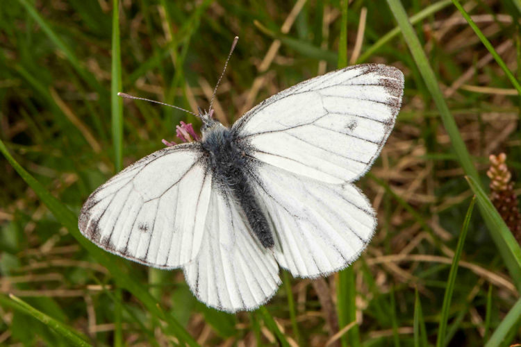 Pieris bryoniae lorkovici: Bild 1