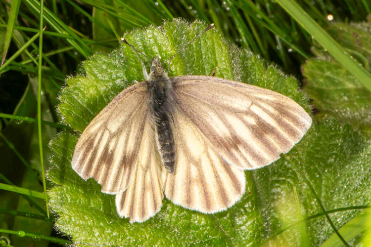 Pieris bryoniae lorkovici: Bild 2