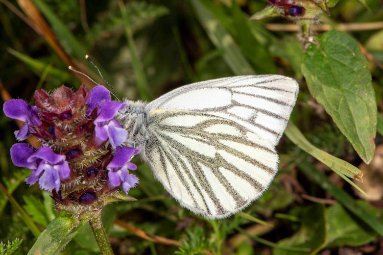 Pieris bryoniae lorkovici: Bild 3