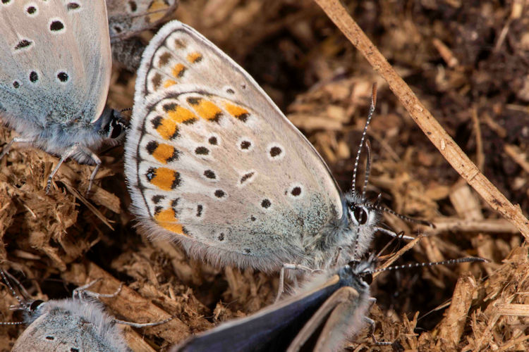 Kretania sephirus: Bild 9