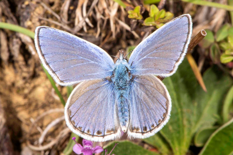 Kretania sephirus: Bild 3