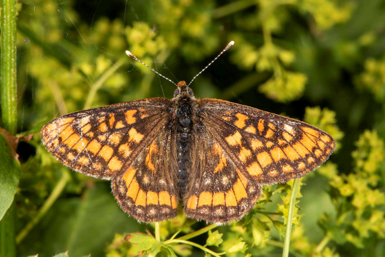 Euphydryas intermedia: Bild 3