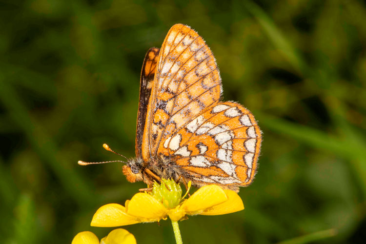 Euphydryas intermedia: Bild 19