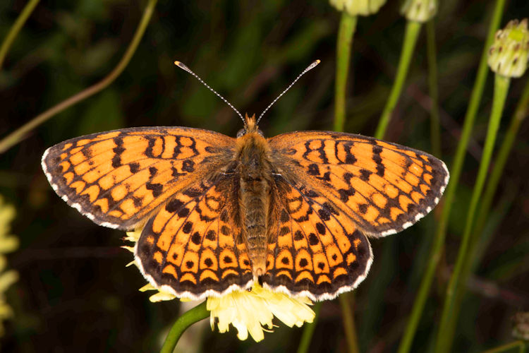 Melitaea arduinna: Bild 21