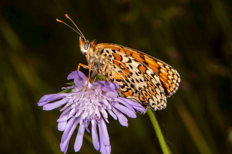 Melitaea arduinna: Bild 39