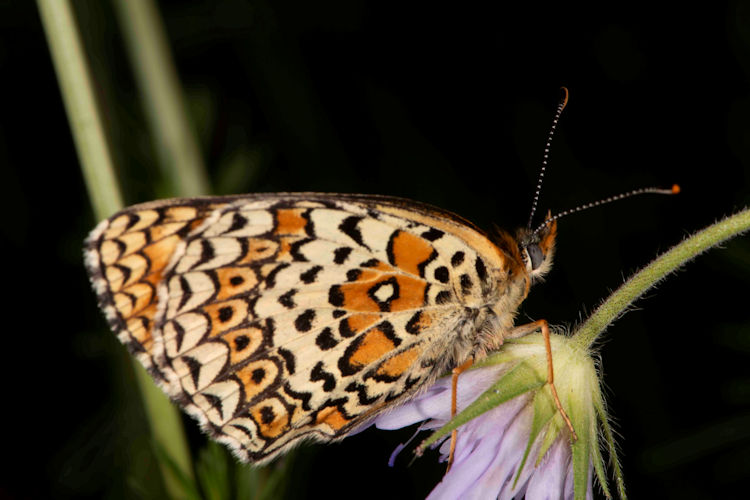 Melitaea arduinna: Bild 40