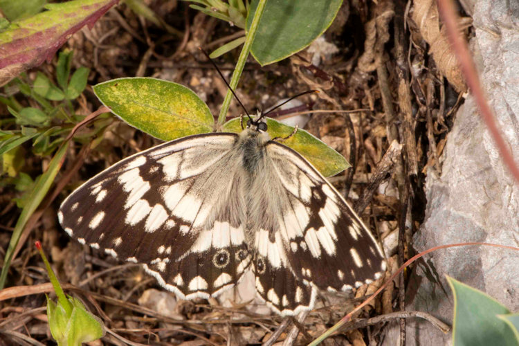 Melanargia larissa: Bild 7