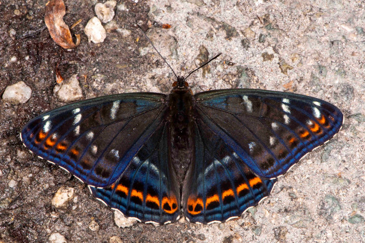 Limenitis populi: Bild 14