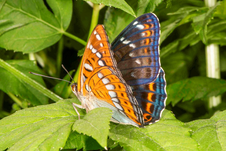 Limenitis populi: Bild 18