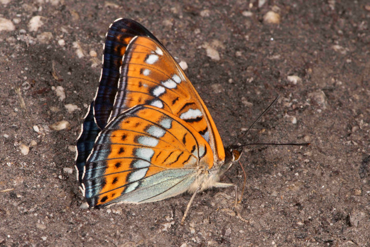 Limenitis populi: Bild 19
