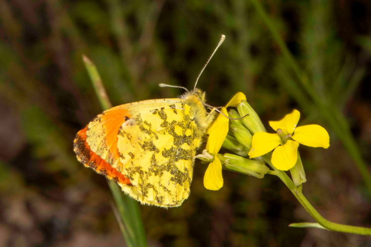 Anthocharis damone: Bild 1