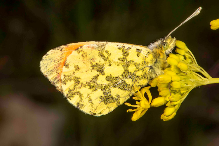 Anthocharis damone: Bild 3