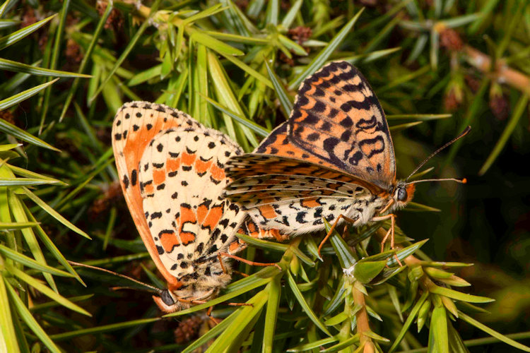 Melitaea didyma: Bild 50