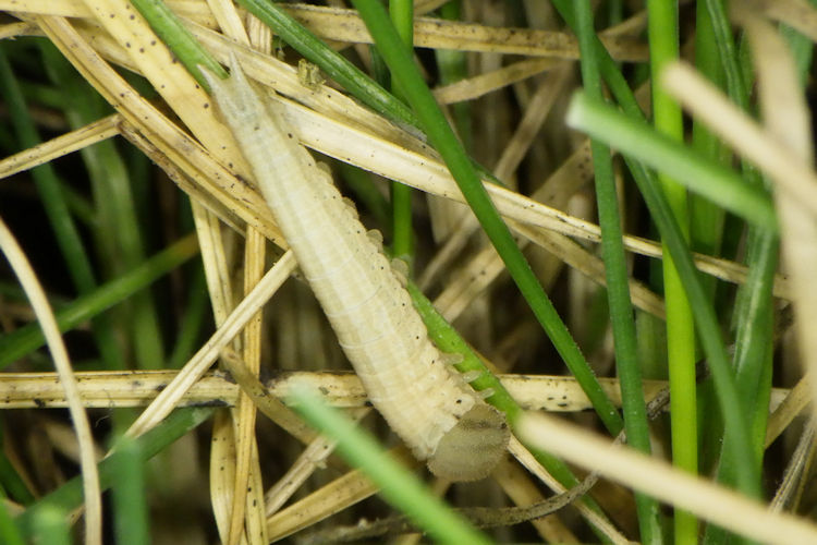 Hipparchia azorinus barbara: Bild 15