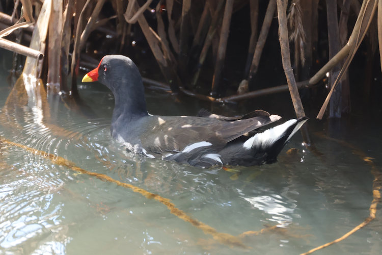 Gallinula chloropus: Bild 3