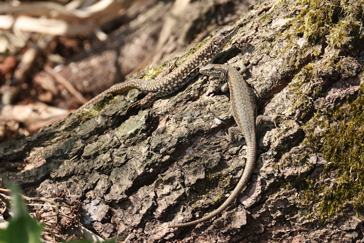 Podarcis muralis: Bild 2