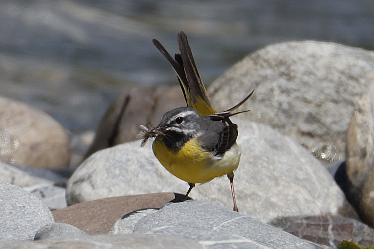 Motacilla cinerea: Bild 6