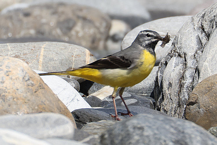 Motacilla cinerea: Bild 1
