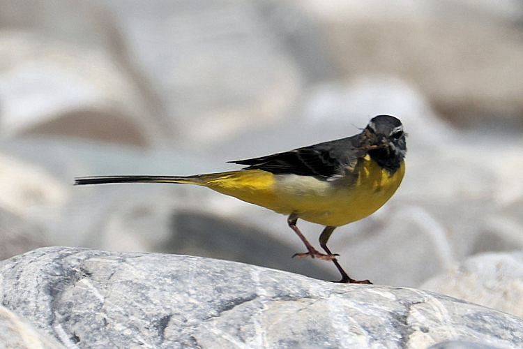 Motacilla cinerea: Bild 2