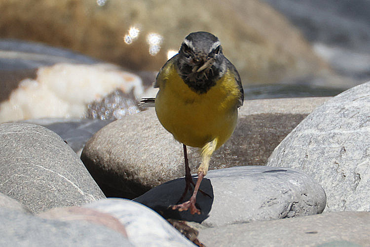 Motacilla cinerea: Bild 3