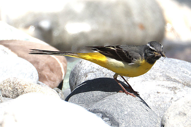 Motacilla cinerea: Bild 4