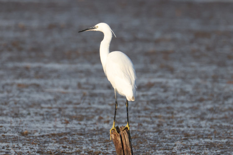 Egretta garzetta: Bild 2