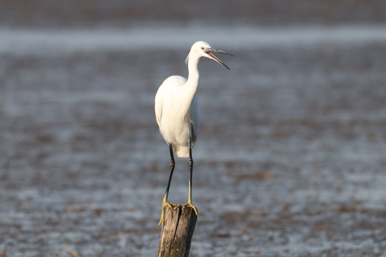 Egretta garzetta: Bild 3