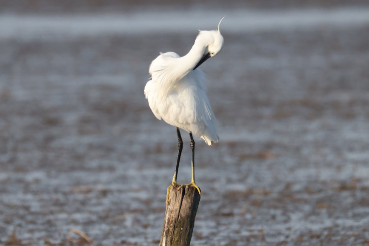 Egretta garzetta: Bild 4