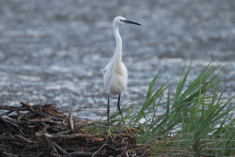 Egretta garzetta: Bild 5