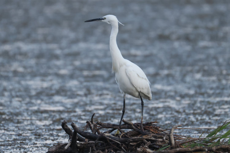 Egretta garzetta: Bild 6