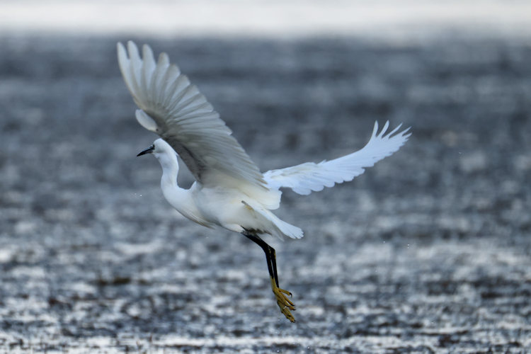 Egretta garzetta: Bild 7