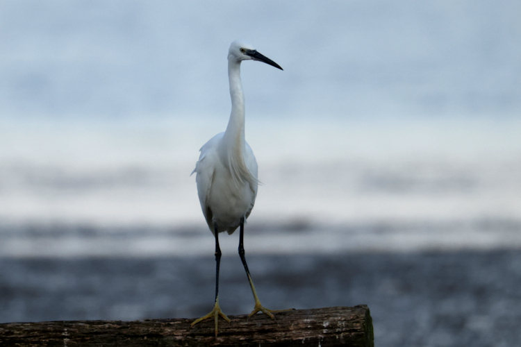 Egretta garzetta: Bild 8