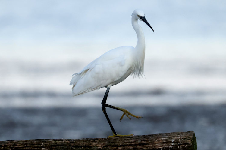 Egretta garzetta: Bild 9