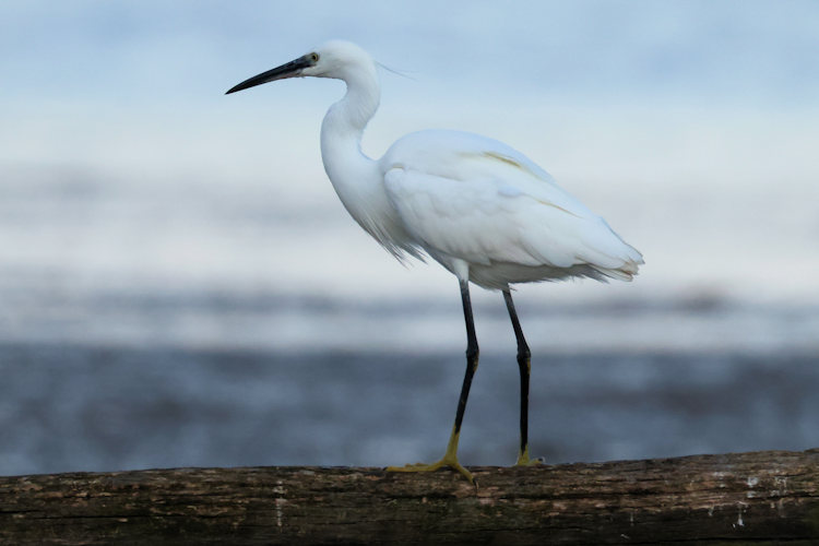 Egretta garzetta: Bild 10