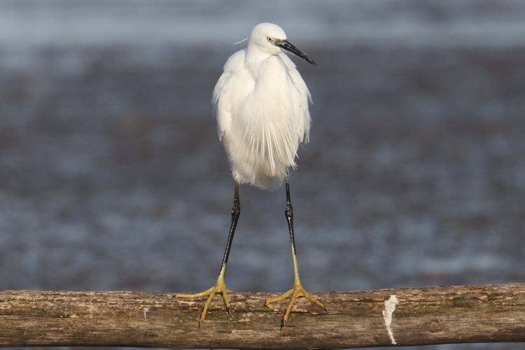 Egretta garzetta: Bild 11