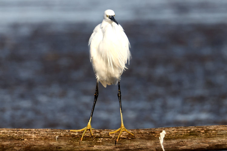 Egretta garzetta: Bild 12