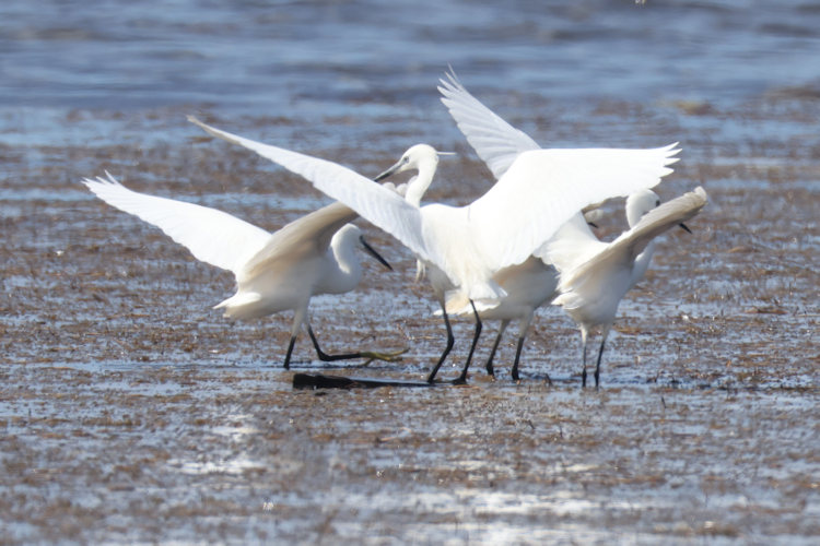 Egretta garzetta: Bild 13