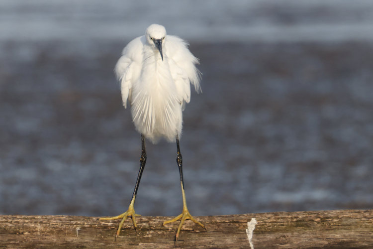 Egretta garzetta: Bild 14