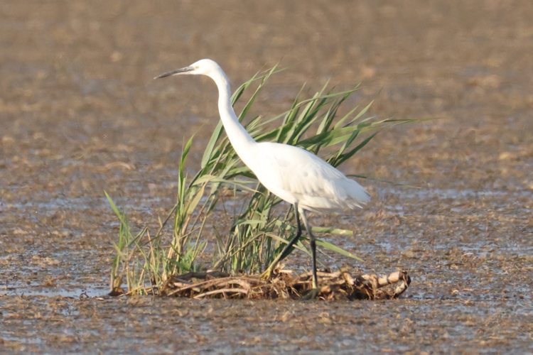 Egretta garzetta: Bild 15