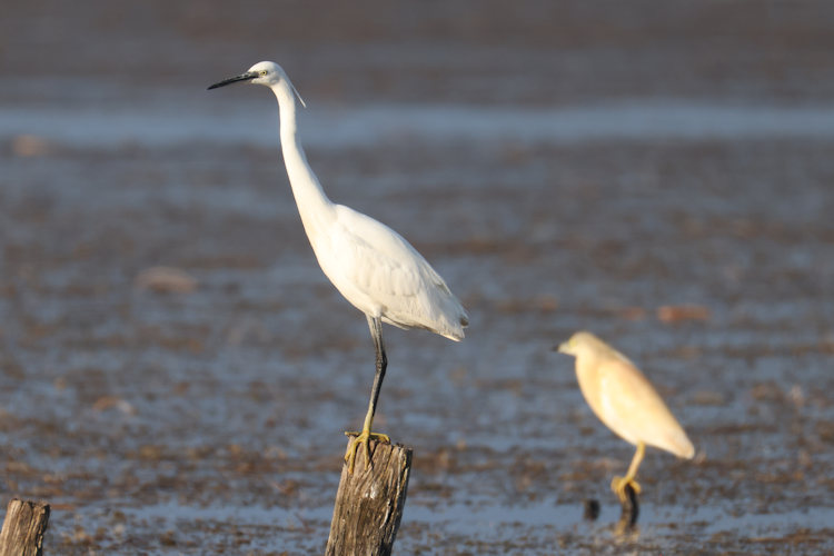 Egretta garzetta: Bild 16