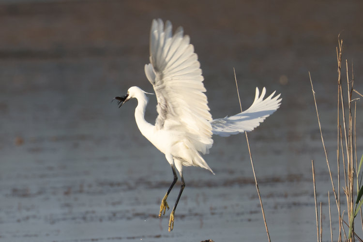Egretta garzetta: Bild 17