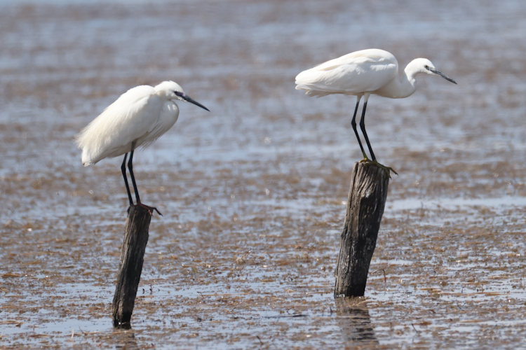 Egretta garzetta: Bild 18