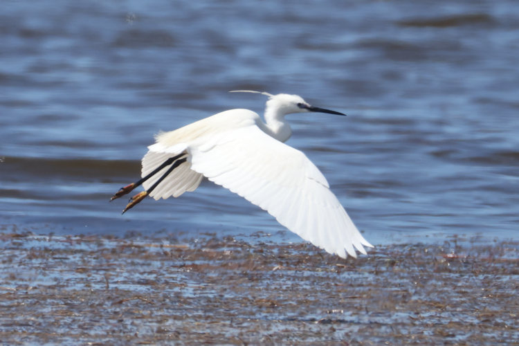 Egretta garzetta: Bild 19