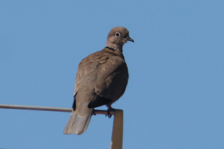 Streptopelia decaocto: Bild 5