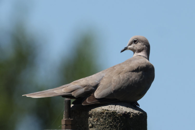 Streptopelia decaocto: Bild 6